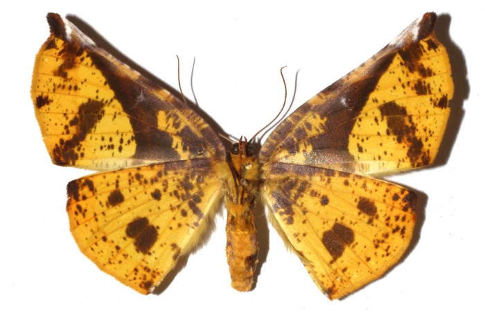Adulto en posición ventral de <i>Simopteryx</i> torquatariaDHJ05(Geometridae). Sector Santa María, Sendero Fosa. Voucher 17-SRNP-35296-DHJ931131.