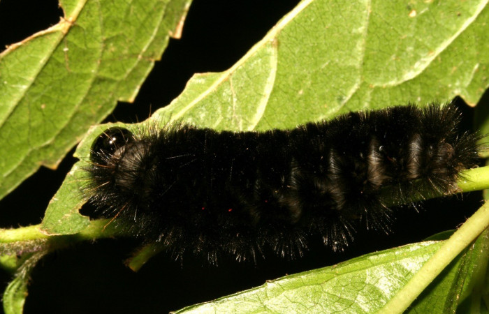 Figura. 14 Larva <i>Leucanopsis polyodonta</i> (Erebidae), posición dorsal entero alimentándose en <i>Herocondylus vitalbae</i>, (Asteraceae). (11-SRNP-41697-DHJ483083.jpg).