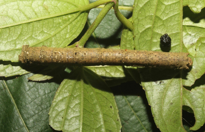 Figura. 16 Larva <i>Paragonia</i> tasimaDHJ03 (Geometridae), posición dorsal entero alimentándose en <i>Herocondylus vitalbae</i>, (Asteraceae). (18-SRNP-71107-DHJ742382.jpg).