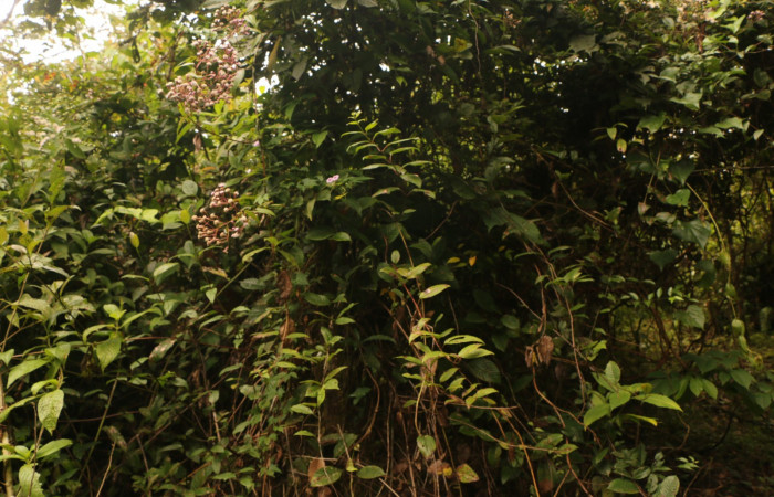 Figura. 1 Habitad, <i>Heterocondylus Vitalbae</i>, (Asteraceae). Area de Conservación Guanacaste, Sector Rincón Rain Forest, Cafecito, (elevación 410 metros), colectada el 6 de junio 2022. Foto, Jorge Hernández.