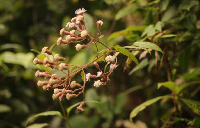 Figura. 2 Habitad, <i>Heterocondylus Vitalbae</i>, (Asteraceae). Area de Conservación Guanacaste, Sector Rincón Rain Forest, Cafecito, (elevación 410 metros), colectada el 6 de junio 2022. Foto, Jorge Hernández.