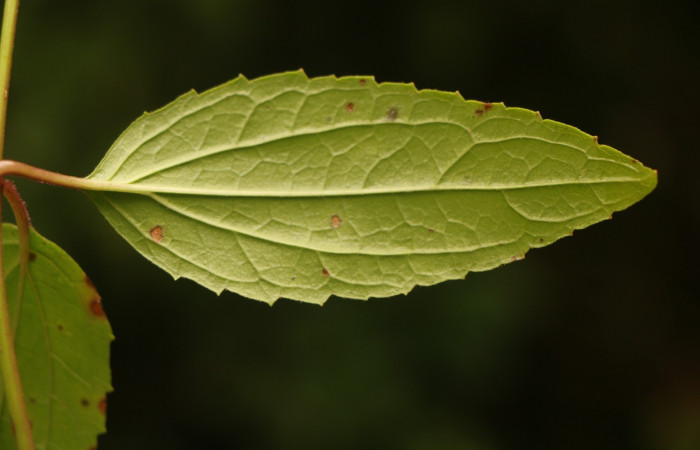 Figura. 4 Hoja envés, <i>Heterocondylus Vitalbae</i>, (Asteraceae). Area de Conservación Guanacaste, Sector Rincón Rain Forest, Cafecito, (elevación 410 metros), colectada el 6 de junio 2022. Foto, Jorge Hernández.