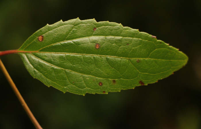 Figura. 5 Hoja haz, <i>Heterocondylus Vitalbae</i>, (Asteraceae). Area de Conservación Guanacaste, Sector Rincón Rain Forest, Cafecito, (elevación 410 metros), colectada el 6 de junio 2022. Foto, Jorge Hernández.