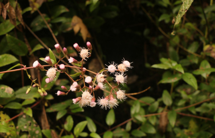 Figura. 6 Flores en racimo, <i>Heterocondylus Vitalbae</i>, (Asteraceae). Area de Conservación Guanacaste, Sector Rincón Rain Forest, Cafecito, (elevación 410 metros), colectada el 6 de junio 2022. Foto, Jorge Hernández.