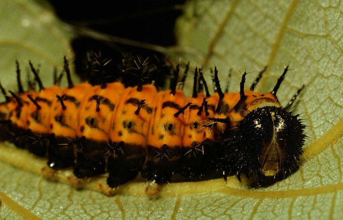 Fig. 6. Larva en último estadio de<i> Hypanartia godmanii</i> (Nymphalidae). Area de Conservación Guanacaste, Sector Cacao, Sendero Derrumbe, elevación 1220mt. (02-SRNP-23210-DHJ69182.jpg).