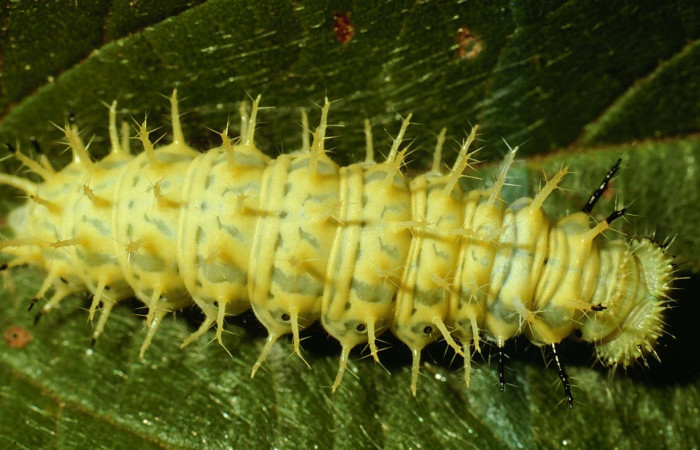 Fig. 8. Larva en último estadio de <i>Hypanartia godmanii </i>(Nymphalidae). Area de Conservación Guanacaste, Sector Cacao, Sendero Derrumbe, elevación 1220mt. (02-SRNP-23274-DHJ69192.jpg).