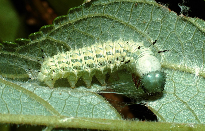 Fig. 4. Larva en penúltimo estadio de <i>Hypanartia godmanii </i>(Nymphalidae). Area de Conservación Guanacaste, Sector Cacao, Sendero Derrumbe, elevación 1220mt. (03-SRNP-3945-DHJ72906.jpg).