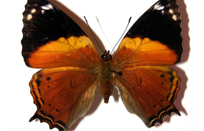 Fig. 2. Vista dorsal, adulto de <i>Hypanartia godmanii</i> (Nymphalidae). Area de Conservación Guanacaste, Sector Cacao, Sendero Derrumbe, elevación 1120mt. (04-SRNP-35457-DHJ98640).