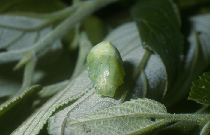 Fig. 10. Pupa de <i>Hypanartia godmanii</i> (Nymphalidae). Area de Conservación Guanacaste, Sector Cacao, Sendero Derrumbe, elevación 1220mt. (04-SRNP-35869-DHJ86870.jpg).