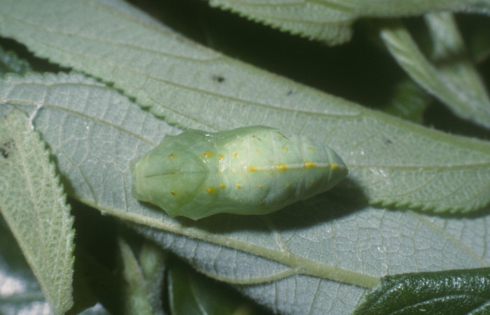 Fig. 9.  Posición dorsal de pupa <i>Hypanartia godmanii</i> (Nymphalidae). Area de Conservación Guanacaste, Sector Cacao, Sendero Derrumbe, elevación 1120mt. (04-SRNP-35869-DHJ86873.jpg).