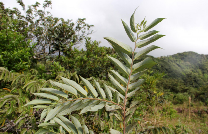 Fig. 13.  Area de Conservación Guanacaste, Sector Cacao Sendero ponderosa, elevación1060mt planta hospedera de <i>Hypanartia godmanii</i> </i>Trema micrantha</i> de la familia Cannabaceae, foto26.JMP 11/27/2018