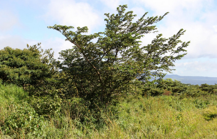 Fig. 14.  Area de Conservación Guanacaste, Sector Cacao Sendero ponderosa, elevación1060mt planta hospedera de <i>Hypanartia godmanii</i> <i>Trema micrantha</i> de la familia Cannabaceae, foto26.JMP 11/27/2018