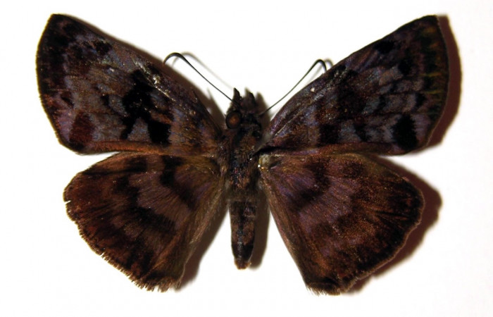 Figura 7. Adulto <i>Ebrietas anacreon</i>(Hesperiidae), hembra vista dorsal. Voucher 01-SRNP-18079-DHJ94756.jpg.
