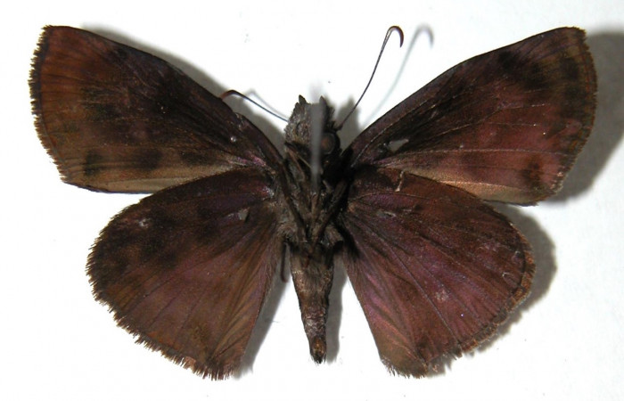 Figura 10. Adulto <i>Ebrietas anacreon</i> (Hesperiidae), hembra vista ventral. Voucher 02-SRNP-28985-DHJ91299.jpg.