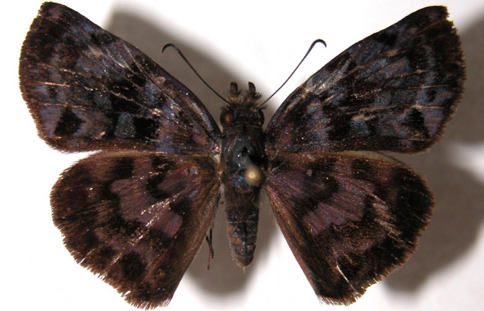 Figura 1. Adulto de <i>Ebrietas anacreon</i> (Hesperiiidae), vista dorsal. Voucher 04-SRNP-30931-DHJ91302.jpg.