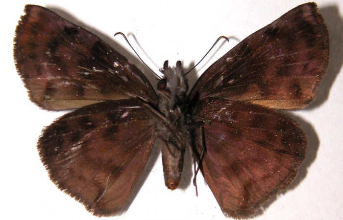Figura 8. Adulto <i>Ebrietas anacreon</i> (Hesperiidae), hembra vista ventral. Voucher 04-SRNP-30931-DHJ91303.jpg.