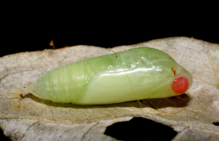 Figura 4. Pupa de <i>Ebrietas anacreon</i> (Hesperiidae), posición lateral, Sector Pitilla, Pasmompa. Voucher 06-SRNP-30798-DHJ424987.jpg.