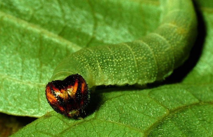 Figura 2. <i>Ebrietas anacreon</i> (Hesperiidae), en último, posición frontal, Sector Santa Rosa, Camino Rosa María   93-SRNP-3285-DHJ26430.jpg.