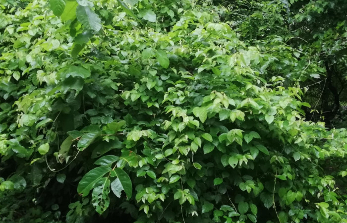 Figura 13. <i>Banisteriopsis muricata</i> planta hospedera  de <i>Ebrietas anacreon</i> (Hesperiiidae). Foto Gloria Sihezar. Sector Santa Rosa, 21 junio 2022.