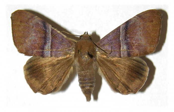 Figura 1. Adulto <i>Ophisma tropicalis</i> (Erebidae). Área de Conservación Guanacaste, Sector Santa Rosa. 01-SRNP-10332-DHJ314056.
