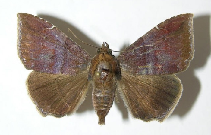 Figura 13. Adulto <i>Ophisma</i> Poole02 (Erebidae). Pocisión dorsal. Área de Conservación Guanacaste, Sector Santa Rosa. 06-SRNP-31414-DHJ412592.jpg.