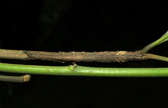 Figura 12. Larva <i>Ophisma</i> Poole02 (Erebidae), posición entero lateral en la hoja de la planta <i>Paullinia ingifolia</i> (Sapindaceae). 06-SRNP-31414-DHJ412592.jpg.