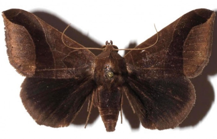 Figura 9. Adulto <i>Ophisma aeolida</i> (Erebidae). Pocisión dorsal. Área de Conservación Guanacaste, Sector Santa Rosa. 17-SRNP-30614-DHJ925960.