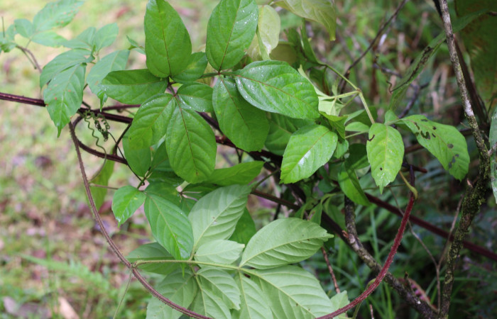 Figura 7. Planta <i>Serjania mexicana</i> (Sapindaceae), hospedera de <i>Ophisma tropicalis</i> (Erebidae). Foto Ángel Hernández. Estación Biológica Wege. Sector Rincón Rain Forest. Parque Nacional Rincón de la Vieja.