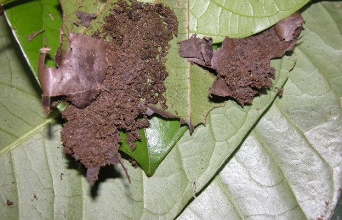 Figura 6. Casita de <i>Stenoma patens</i> familia (Depresaridae) Voucher, 03-SRNP-21897-DHJ91034.