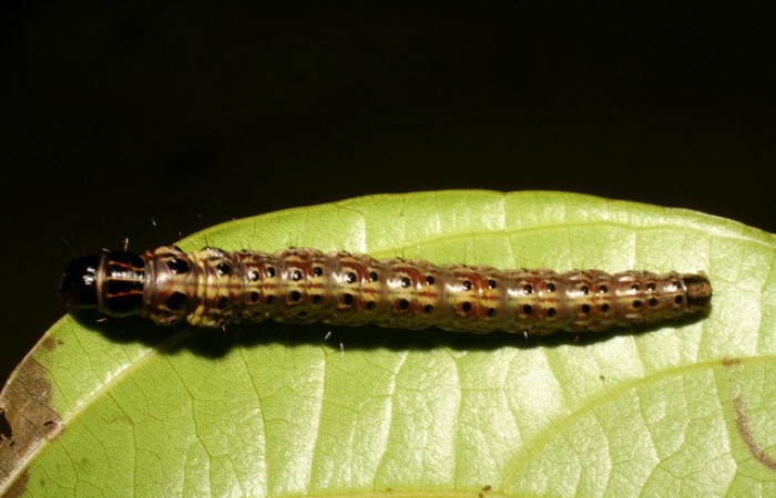   Figura 4.<i>Stenoma patens</i> familia (Depresaridae)
posición dorsal, Voucher 06-SRNP-41847-DHJ414496.