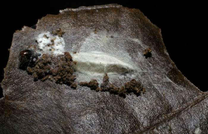 Figura 10.Capullos de parásitos Apanteles Rodriguez117, familia Braconidae, puestos en <i>Stenoma</i> patensDHJ04. Voucher 06-SRNP-41968-DHJ425509. 