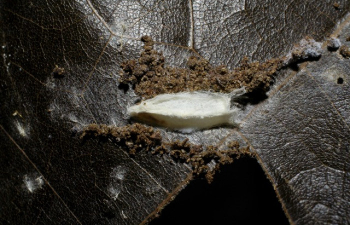 Figura 9. Capullos parásitos Apanteles Rodriguez117, puestos en <i>Stenoma </i> patensDHJ04. Voucher 06-SRNP-42119-DHJ425517. 