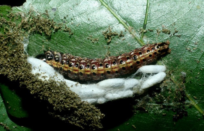 Figura 8. Capullos de parásitos puestos en <i>Stenoma patens</i>, <i>Apanteles juanvictori</i>, familia Braconidae,en posición dorsal, Voucher, 09-SRNP-70703-DHJ457491. 