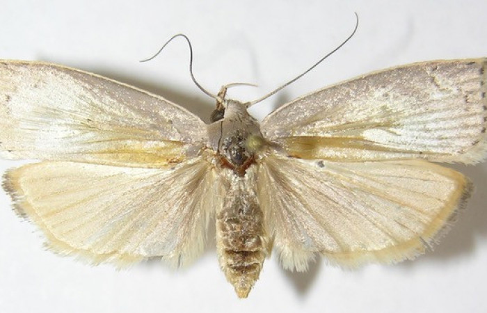 Figura 13.Posición ventral de <i>Stenoma patens</i>, familia (Depressariidae). Voucher 10-SRNP-5726-DHJ531973.