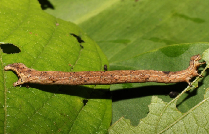 Figura 9. Detalle lateral, <i>Erastria decrepitaria</i> (Geometridae). (19-SRNP-20662-DHJ757355).