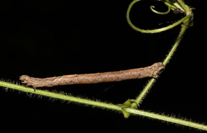 Figura 3. Detalle lateral, <i>Erastria decrepitaria</i> (Geometridae). (19-SRNP-26082-DHJ761106).