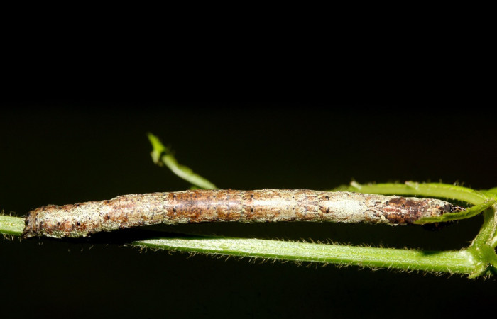 Figura 6. Detalle de dorsal, <i>Erastria decrepitaria</i> (Geometridae). (19-SRNP-27484-DHJ761539).