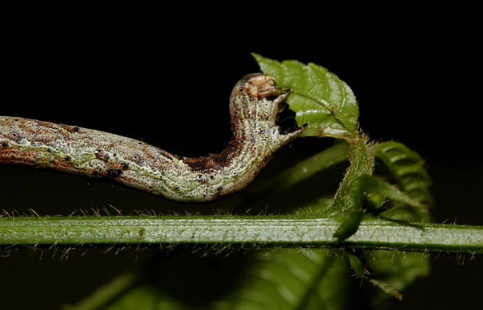 Figura 4. Detalle de alimentación en último estadío <i>Erastria decrepitaria</i> (Geometridae). (19-SRNP-27484-DHJ761542).