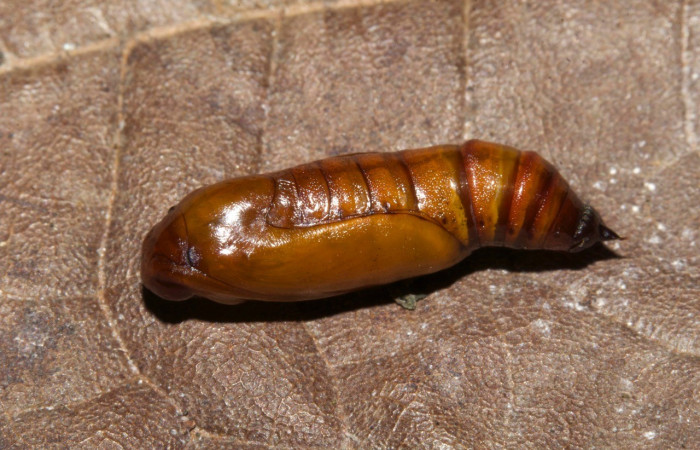 Figura 12. Detalle lateral de pupa, <i>Erastria decrepitaria</i> (Geometridae). (19-SRNP-30413-DHJ749879).