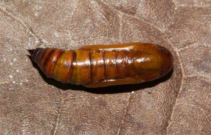 Figura 13. Detalle dorsal de pupa, <i>Erastria decrepitaria</i> (Geometridae). (19-SRNP-30413-DHJ749880).