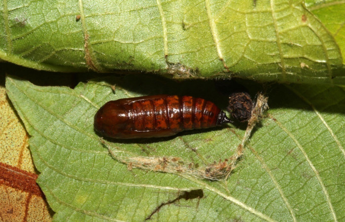 Figura 11. Detalle de prepupa y refugio, <i>Erastria decrepitaria</i> (Geometridae). (20-SRNP-31473-DHJ778041).