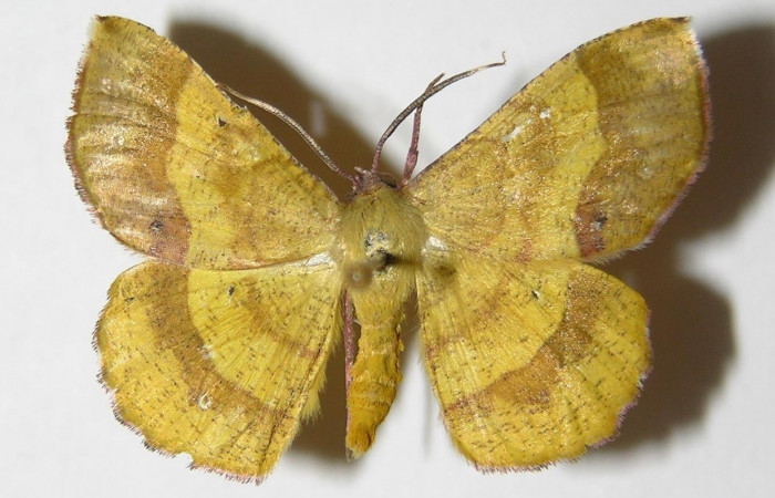 Figura 16. Adulto (hembra), vista dorsal <i>Erastria decrepitaria</i> (Geometridae). (95-SRNP-8291-DHJ325824).