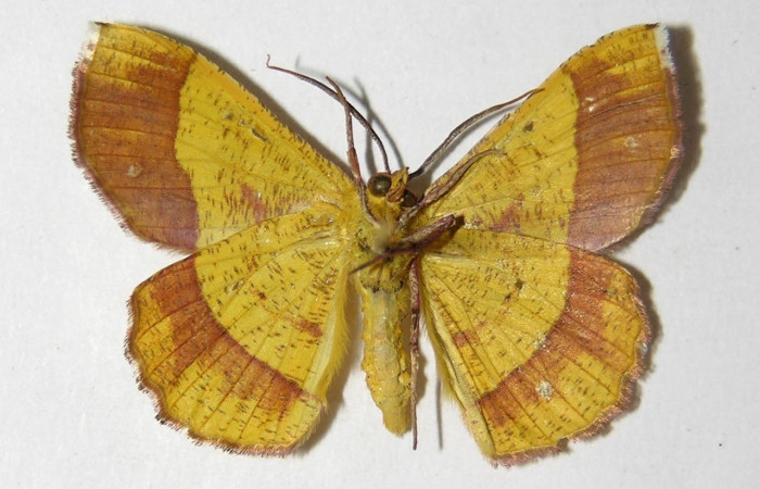 Figura 17. Adulto (hembra), vista ventral <i>Erastria decrepitaria</i> (Geometridae). (95-SRNP-8291-DHJ325825).