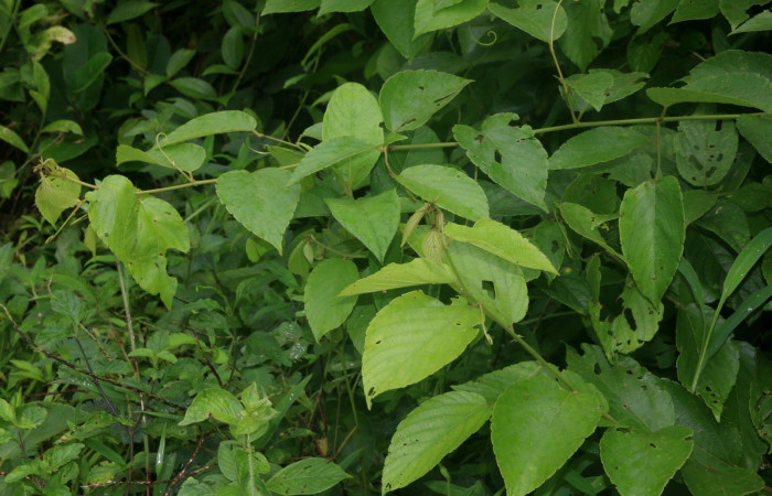 Fig 1. Unas de las planta hospedera donde más se alimenta <i>Erastria decrepitaria</i> (Geometridae) <i>Gouania polygama</i> (Rhamnaceae). Foto Minor Carmona Sendero Aura Estación Biológica Wege.