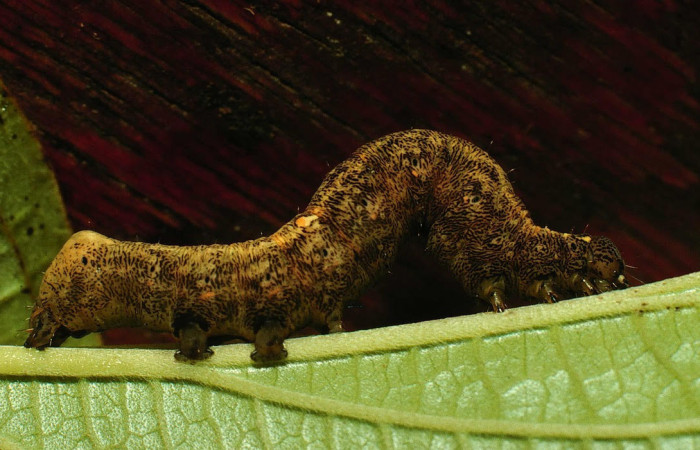 Fig.10. Mostrando larva de <i>Gonodonta pulverea</i>, en último estadio. Voucher :97-SRNP-6539-DHJ43594.jpg.
