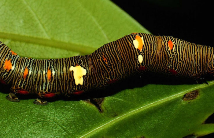 Fig.11. Larva de <i>Gonodonta bidens</i>, en último estadio. Voucher : 93-SRNP-2870-DHJ26781.jpg.