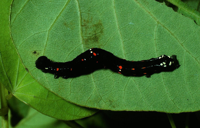 Fig.12. Larva de <i>Gonodonta sicheas</i>, en penúltimo estadio de 27 mm de longitud. Voucher :  03-SRNP-20538-DHJ77418.jpg.