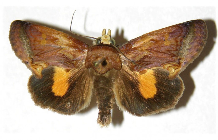 Fig.2. Adulto de <i>Gonodonta nitidimacula</i>. Vista ventral. Voucher : 02-SRNP-24190-DHJ312666.jpg.