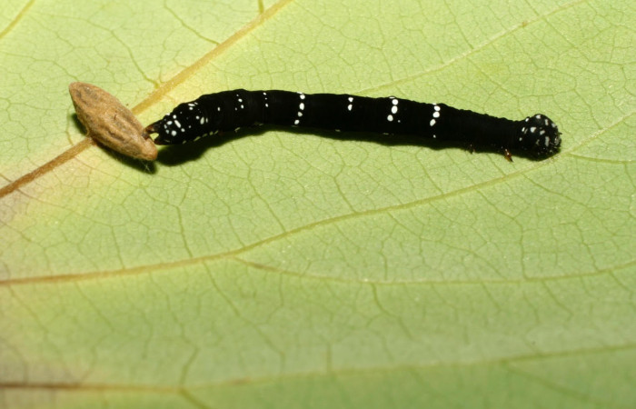 Fig.23. Larva de <i>Gonodonta</i> Janzen12, con un capullo de parásito de la familia Braconidae.Voucher : 08-SRNP-31574-DHJ440597.jpg.