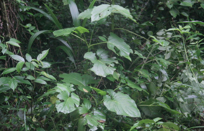 Fig.24. Planta de <i>Piper auritum</i> (Piperaceae), planta hospedera del género <i>Gonodonta</i>.